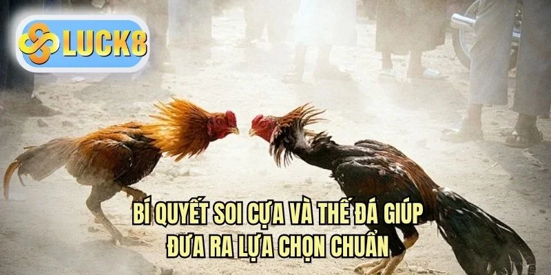 Bí quyết soi cựa và thế đá giúp đưa ra lựa chọn chuẩn