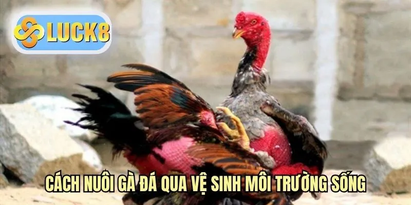 Cách nuôi gà đá qua vệ sinh môi trường sống