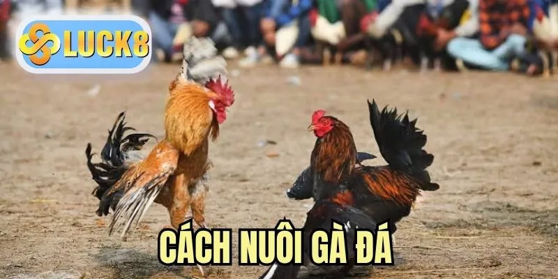 Cách Nuôi Gà Đá - Bí Kíp Chăm Sóc, Huấn Luyện Chiến Kê