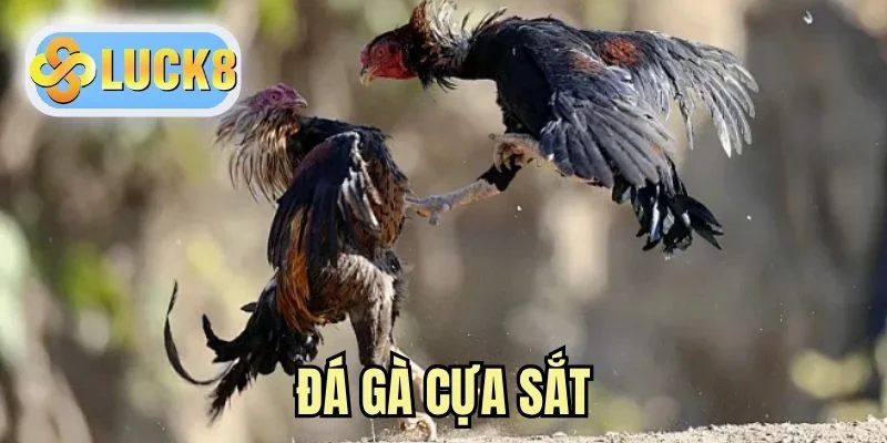 Đá Gà Cựa Sắt - Cẩm Nang Phân Tích Diễn Biến Chuẩn Xác