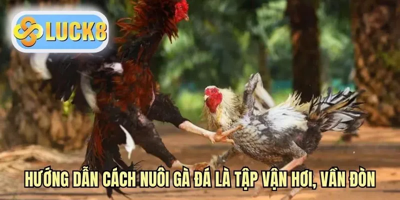 Hướng dẫn cách nuôi gà đá là tập vận hơi, vần đòn