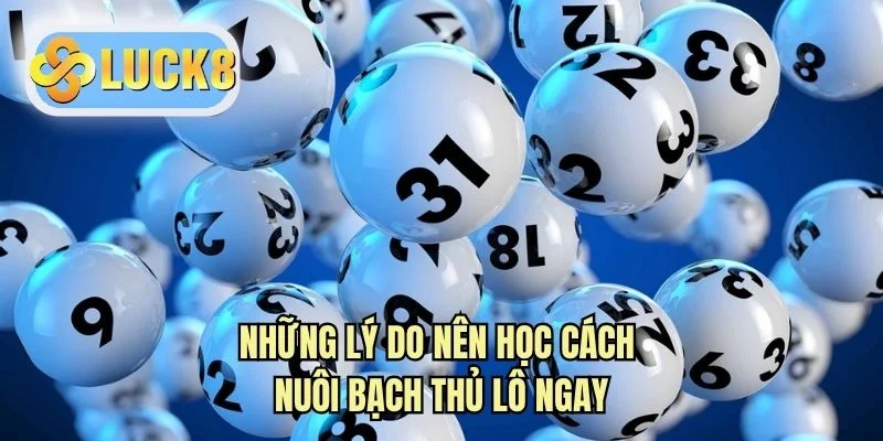 Những lý do nên học cách nuôi bạch thủ lô ngay