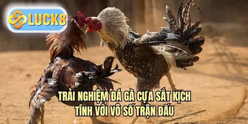 Trải nghiệm đá gà cựa sắt kịch tính với vô số trận đấu
